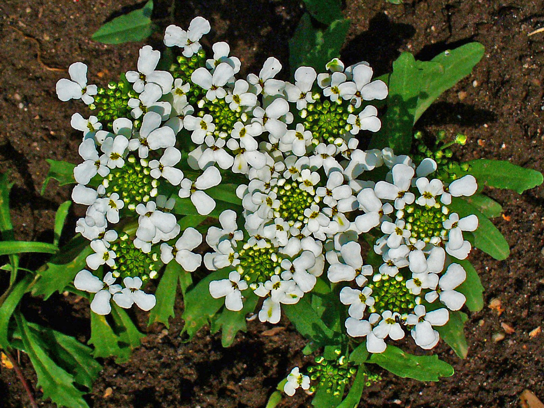 ایبریس یکساله